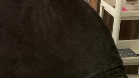 Raje online show from October 2025 03:40:01 AM