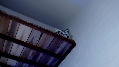 Michael Caicedo online show from March 2025 07:57:01 AM