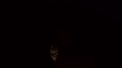 Jamacian online show from March 2025 10:17:01 AM