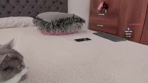 Will online show from November 2025 06:07:01 PM