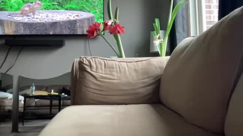 Snapshot of joshperrygoon chatting on December 2024 04:31:01 PM joshperrygoon online show from December 2024 04:31:01 PM