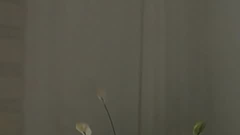 Help me with rate thanks  online show from February 2025 07:52:01 AM