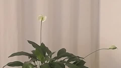 Help me with rate thanks  online show from March 2025 04:39:02 AM