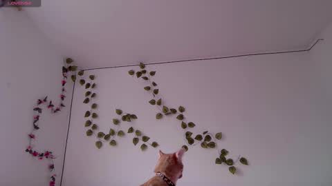 Kitty online show from March 2026 09:42:01 PM