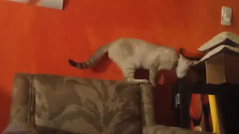 lanasexyass online show from March 2026 08:02:01 PM