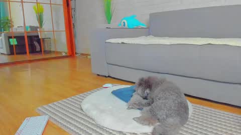 lilyt_007 online show from January 2025 06:02:02 AM