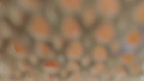 Lina Fanslymysensualworld online show from January 2025 09:37:02 AM