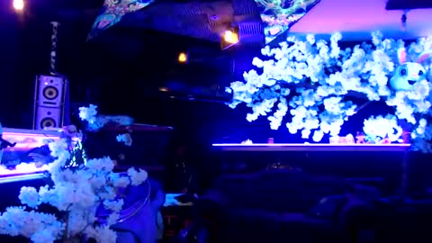 GentleViolet online show from January 2025 04:54:01 AM