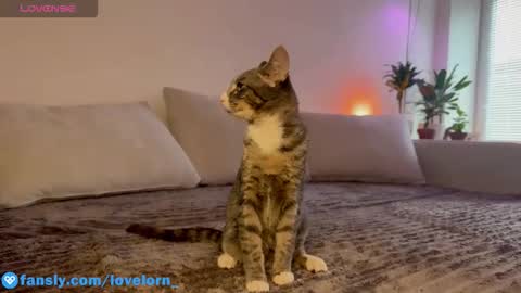 Elsa online show from October 2025 11:54:02 AM