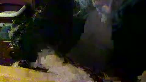 mangochurro online show from April 2026 07:20:02 PM