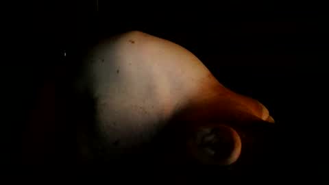 guywittitsndick online show from August 2026 08:35:02 AM