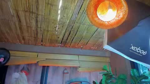 marcovitto online show from November 2025 07:29:02 PM