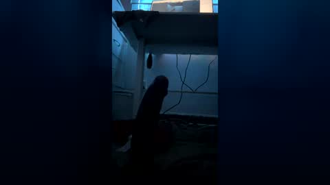 meep08 online show from July 2026 08:07:02 AM