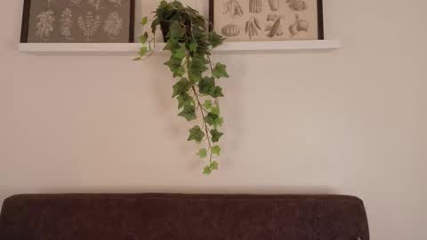  Memphis Williams  online show from February 2026 12:03:01 PM