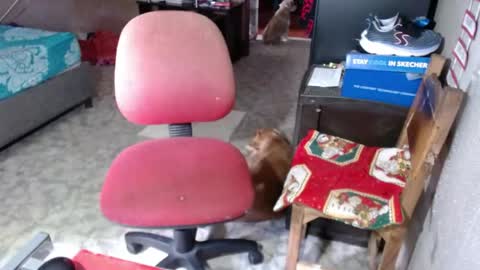 Snapshot of missgomezz_ chatting on May 2026 06:04:02 PM Maria Gomezz online show from May 2026 06:04:02 PM