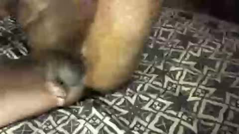 Snapshot of mrbigdiq chatting on February 2025 06:18:02 AM MrBigDiQ1 online show from February 2025 06:18:02 AM