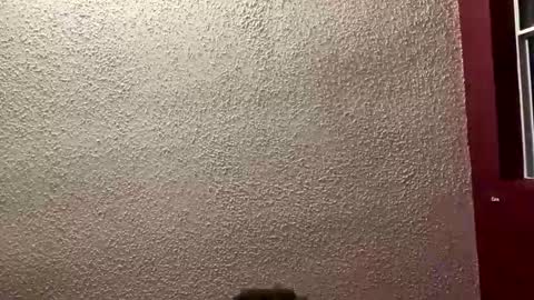 Angel online show from January 2026 01:31:02 AM