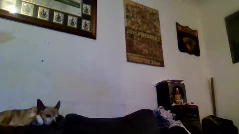 Snapshot of niceozziecockxxx chatting on February 2025 10:00:02 PM Sexiishaine online show from February 2025 10:00:02 PM