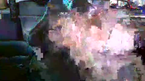 Snapshot of nicholaastavrou1977066464511s chatting on December 2025 04:19:01 AM nick stavrou online show from December 2025 04:19:01 AM