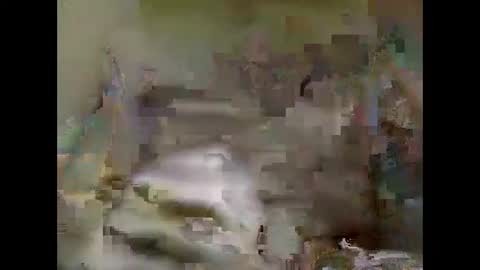 Nick online show from January 2025 02:08:02 PM