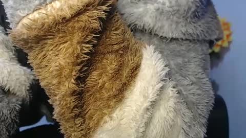 Noah Millers online show from January 2025 07:11:02 AM