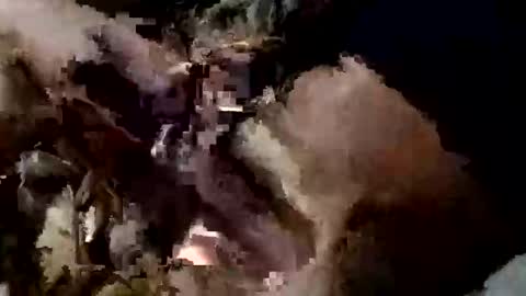 Snapshot of nocturnus1980 chatting on September 2025 05:40:01 AM nocturnus1980 online show from September 2025 05:40:01 AM