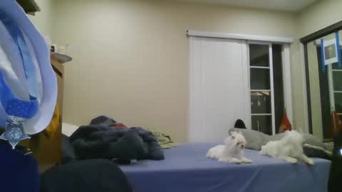 Snapshot of oorah1775 chatting on December 2024 05:12:01 AM oorah1775 online show from December 2024 05:12:01 AM