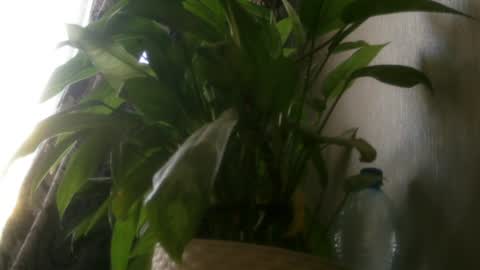 pamela_passion online show from July 2026 11:23:02 AM