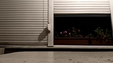 angel hris online show from November 2025 04:23:01 PM