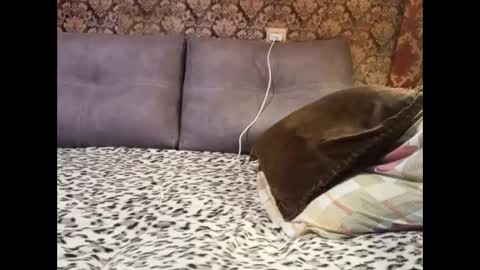 Pancamo online show from January 2025 06:45:02 PM