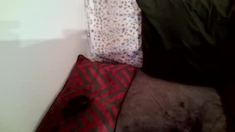 Snapshot of parlay0028 chatting on January 2025 02:30:01 AM Parlay tellio online show from January 2025 02:30:01 AM