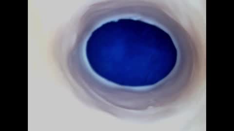 Snapshot of paulainoscente chatting on March 2026 06:29:02 AM Paula 18 Aninhos online show from March 2026 06:29:02 AM