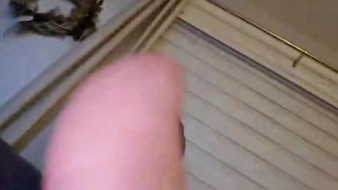 perfectdar online show from February 2025 01:55:01 AM