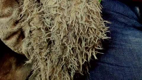 horror flying on the wings of the night.... online show from January 2025 01:30:01 PM