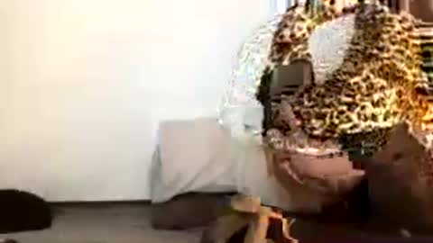 Snapshot of pilicross chatting on July 2026 01:31:02 AM pilicross online show from July 2026 01:31:02 AM