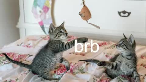 Kitty online show from May 2026 03:03:02 AM