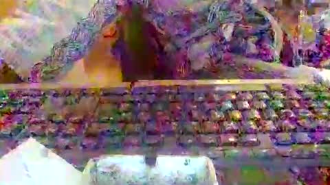 pup_y online show from December 2025 08:10:02 AM