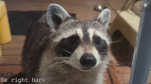 Ryan aka KeylimeRy online show from February 2025 02:37:01 PM