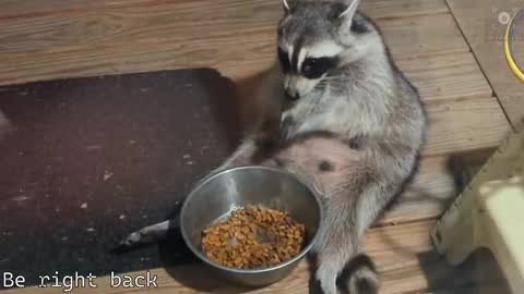 Ryan aka KeylimeRy online show from February 2025 08:31:02 AM