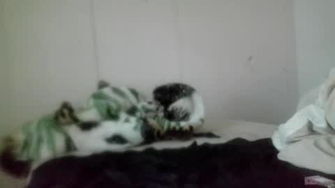 Snapshot of roxybcali chatting on November 2025 07:36:02 PM Roxy and Brock online show from November 2025 07:36:02 PM