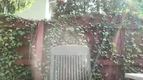 Snapshot of sammieplays chatting on May 2026 08:05:02 PM Playful Sammie online show from May 2026 08:05:02 PM