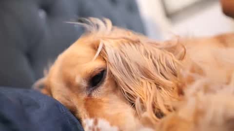 senssual_goddess online show from October 2025 04:37:01 PM