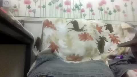 Daddy online show from February 2026 12:00:01 PM