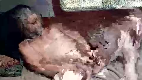 Shamroc online show from March 2026 02:45:01 PM