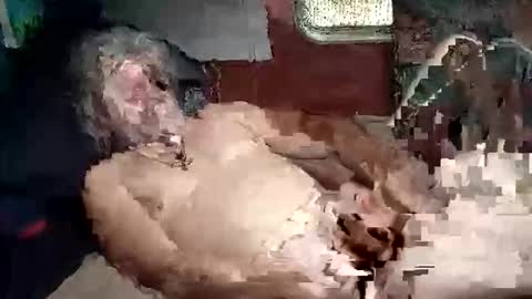 Shamroc online show from March 2026 02:02:02 PM