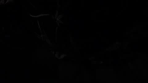 notyourdaddy online show from January 2025 10:58:01 AM