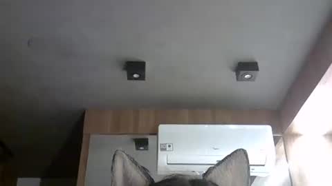 skinnykittencam online show from November 2025 07:42:02 AM