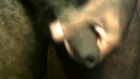 snkr1244 online show from December 2024 07:55:01 AM