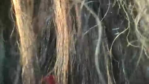 starjewelsxo12 online show from March 2026 03:30:02 PM