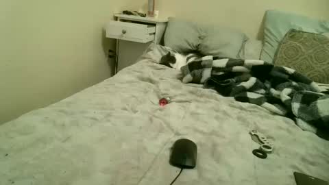 Gem online show from March 2026 10:28:01 PM